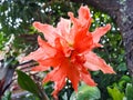 Amaryllis Lily with rain drops on reddish petals