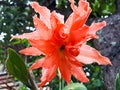 Amaryllis Lily Reddish Flower