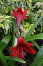 Amaryllis or lily