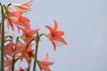 Amaryllis