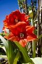 Amaryllis Plant in Full Bloom Royalty Free Stock Photo
