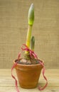 Amaryllis plant Royalty Free Stock Photo