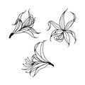 Amaryllis Quito. Vector stock illustration eps10. Outline, isolate on white background. Hand drawn.