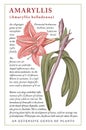 Amaryllis realistic isolated flowers Vintage card Frame Drawing, engraving Vector illustration