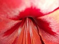 Amaryllis Red Close up Blur Background Flower