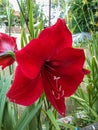 Amaryllis Red Lion (Hippeastrum hybrid) flower Royalty Free Stock Photo