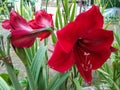 Amaryllis Red Lion (Hippeastrum hybrid) flower Royalty Free Stock Photo