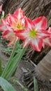 Amaryllis red and white flower of Assam, India. It comes every year in March.