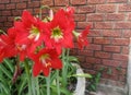 Amaryllis Scientific name: Hippeastrum johnsonii Bury Red flowers bloom on trees.