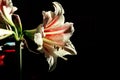 Amaryllis spring bloom: variegated amaryllis flower close-up in the sun against a dark background