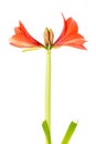 Amaryllis starting to bloom over a white background Royalty Free Stock Photo