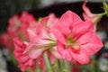 Amaryllis summer Flower blooming