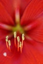 Amaryllis up close Royalty Free Stock Photo