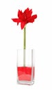 Amaryllis in vase Royalty Free Stock Photo