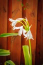 Amaryllis white flower in front of brown wood fence Royalty Free Stock Photo