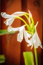 Amaryllis white flower in front of brown wood fence Royalty Free Stock Photo