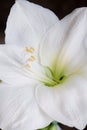 Amaryllis white flower with yellow stamens