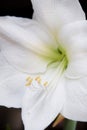 Amaryllis white flower with yellow stamens