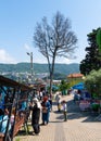 Amasra, Turkey- June 26 2021: The weeping tree and the park around it