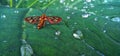 Amata huebneri on leaves with water droplets