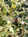 Butterfly Amata huebneri in the morning