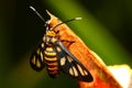 Amata Huebneri (moth)