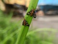 Amata huebneri or moth, or a beautiful little black butterfly, is resting on a leaf