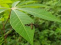 Amata huebneri or wasp moth