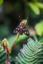 Amata huebneri is a species of moth in the genus Amata of the family Erebidae