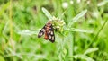 Butterfly erebidae