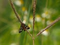 Amata huebneri or tiger moth in grass with bokeh background