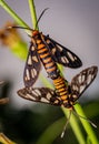 tiger moths