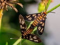 tiger moths