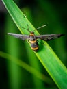 tiger moths