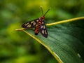 Amata huebneri, the wasp moth, is a moth in the genus Amata of the family Erebidae (subfamily Arctiinae -