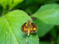 the wasp moth