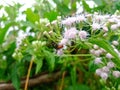 Amata huebneri (ngengat) in Emilia sonchifolia Flowers