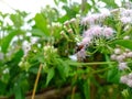 Amata huebneri (ngengat) in Emilia sonchifolia Flowers