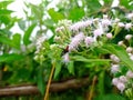 Amata huebneri (ngengat) in Emilia sonchifolia Flowers