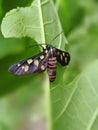 Amata huebnery wasp moth on the leaves Royalty Free Stock Photo