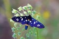 Amata nigricornis , Tiger moth