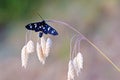 Amata nigricornis , Tiger moth sitting on grass tip in green pale bokeh background