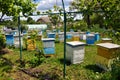 Amateur apiary near apartment building_2