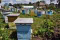 Amateur apiary near apartment building_5