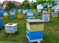 Amateur apiary near apartment building