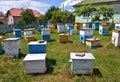 Amateur apiary near apartment building_4