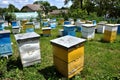 Amateur apiary near apartment building_5