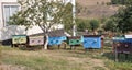 Amateur apiary near the house