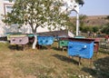 Amateur apiary near the house