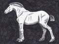 Amateur drawing of a horse.